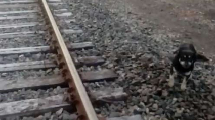 Illustration : (Vidéo) Un conducteur de train force l'arrêt quand il voit un chien sur la voie ferrée !