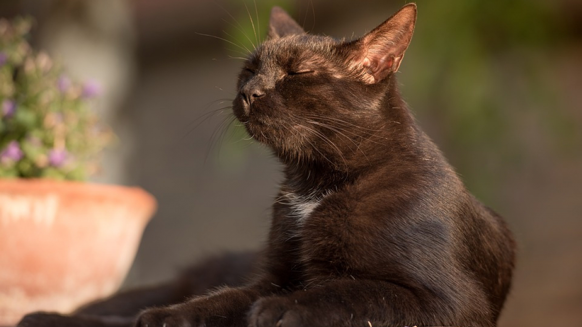 Illustration : "Les bons conseils pour protéger votre chat de la canicule"