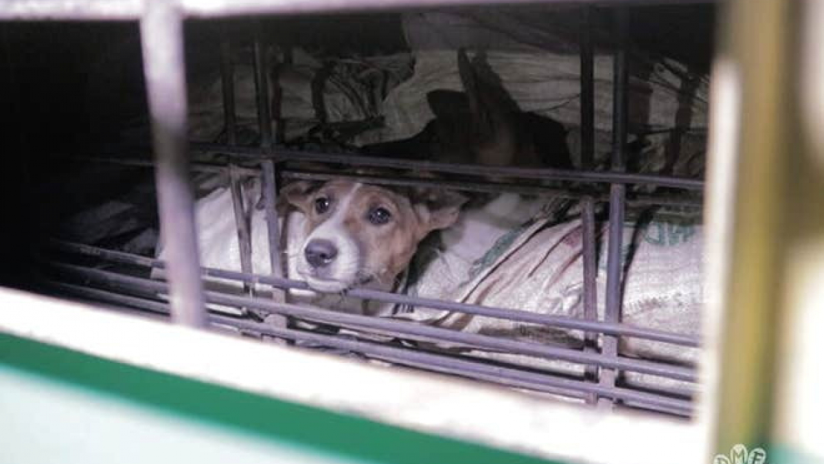 Illustration : "Un reportage dénonce cette ville indonésienne qui abat plus de 13 000 chiens chaque mois !"