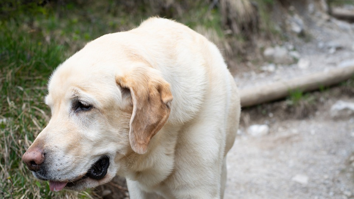 Illustration : "Jugé pour avoir affamé et assoiffé ses 2 Labradors, gardés dans un petit cabanon"