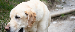 Illustration : "Jugé pour avoir affamé et assoiffé ses 2 Labradors, gardés dans un petit cabanon"