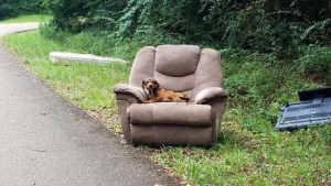 Illustration : Abandonné sur une route, ce chiot, installé sur un vieux fauteuil, attendait son propriétaire…