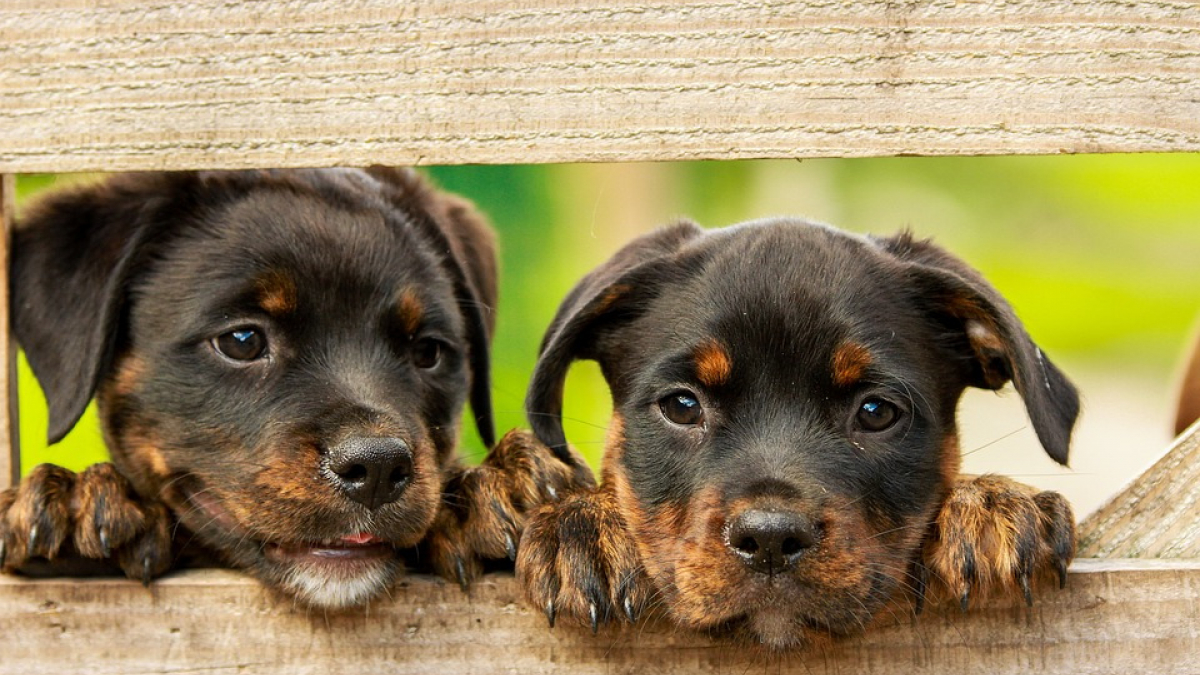 Illustration : "Deux chiens et neuf chiots secourus chez un éleveur qui ne s’en sortait plus"