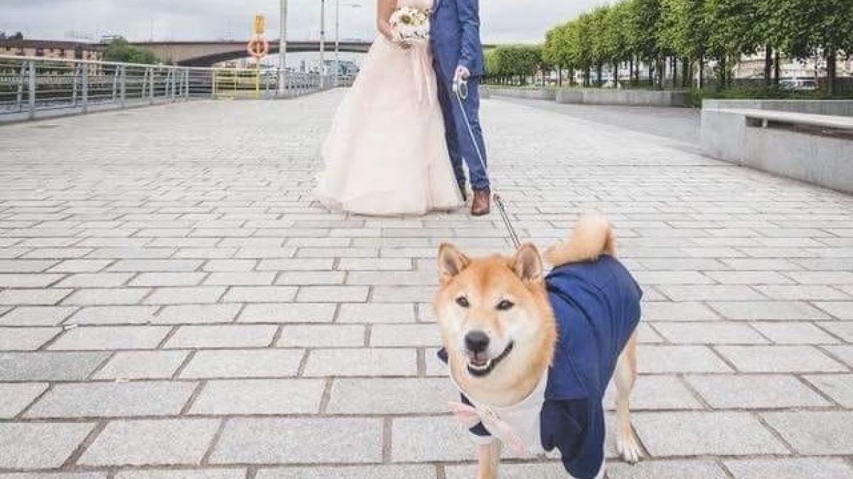 Illustration : "17 photos de mariage où les chiens se sont débrouillés pour être au premier plan"