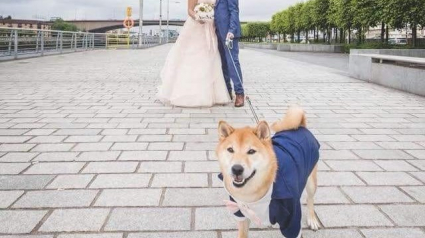 Illustration : 17 photos de mariage où les chiens se sont débrouillés pour être au premier plan