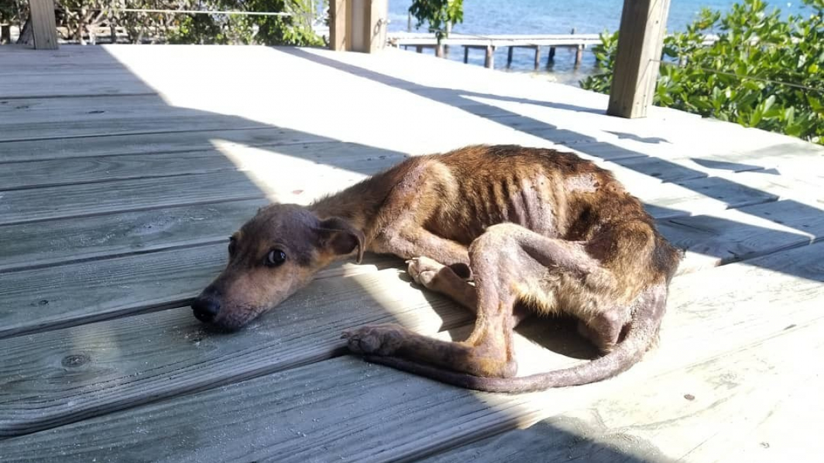 Illustration : "Il découvre un chien sur un îlot désert et en danger de mort, et décide de l’adopter"