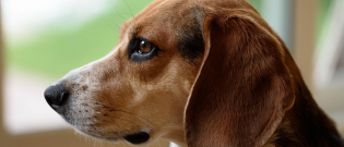 Illustration : "Selon cette étude, les chiens sont fiables à 97% quand il s'agit de dépister le cancer du poumon !"