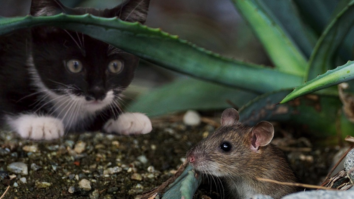 Illustration : "Il invente une chatière qui ne laisse pas entrer son chat s’il a une proie en bouche"