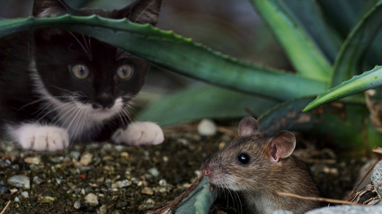 Illustration : Il invente une chatière qui ne laisse pas entrer son chat s’il a une proie en bouche