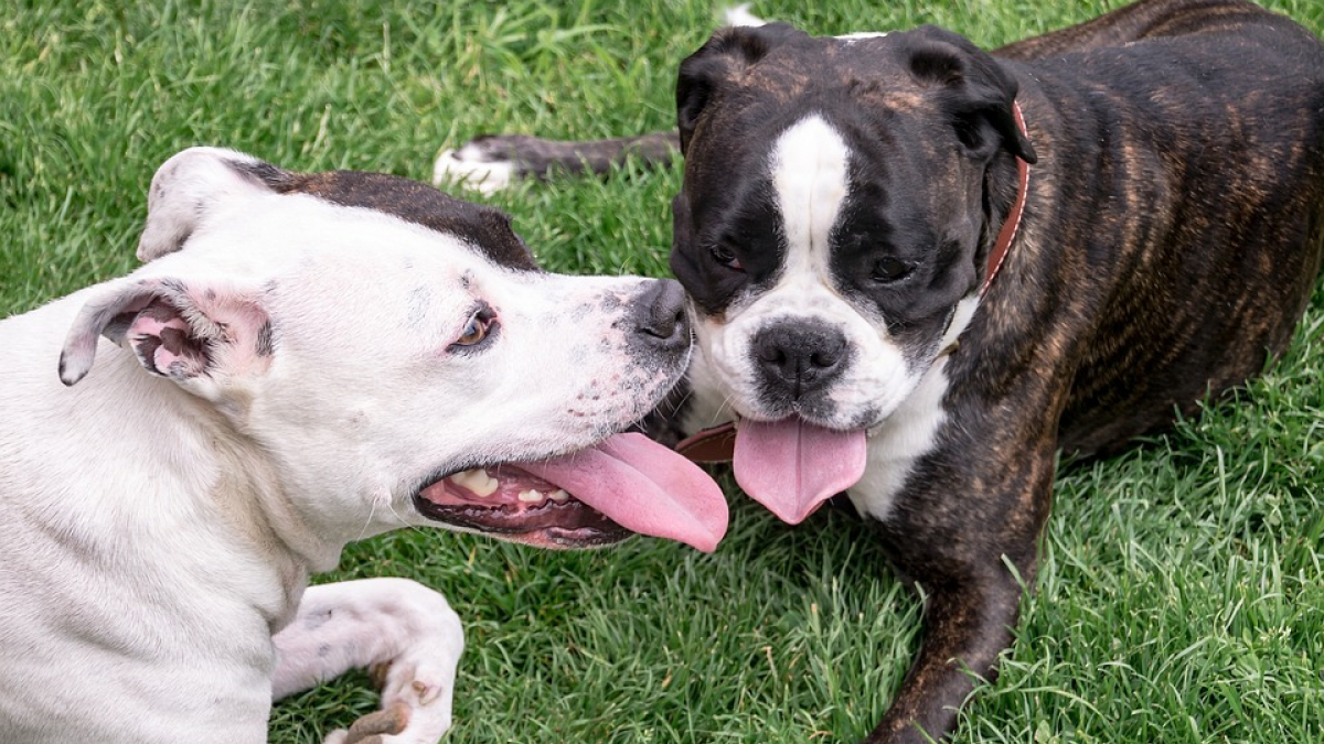 Illustration : "Deux personnes attaqués et gravement mordues par 8 chiens !"