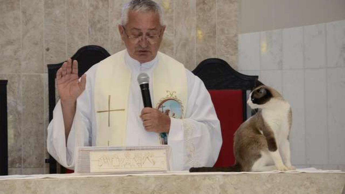 Illustration : "Porté par sa foi, un chat errant emménage dans une église "