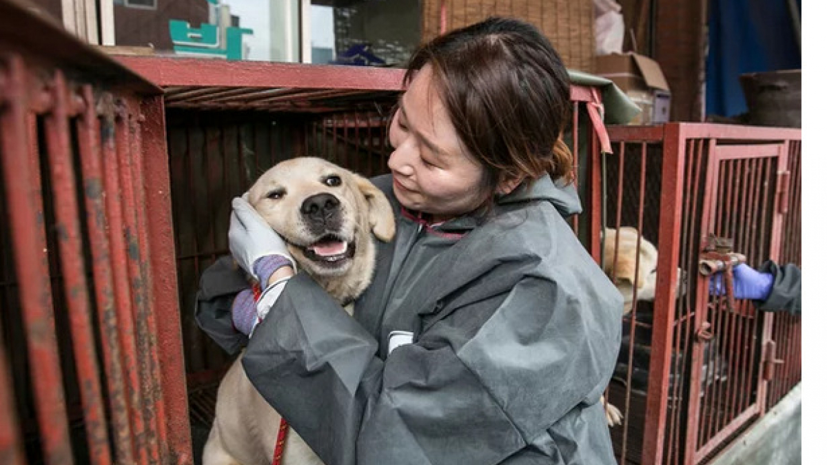 Illustration : "Plus de 80 chiens sauvés de l’abattoir, un marché de viande canine fermé"