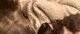 Illustration : "Un Pitbull devient le grand-frère adoré d’un chaton"