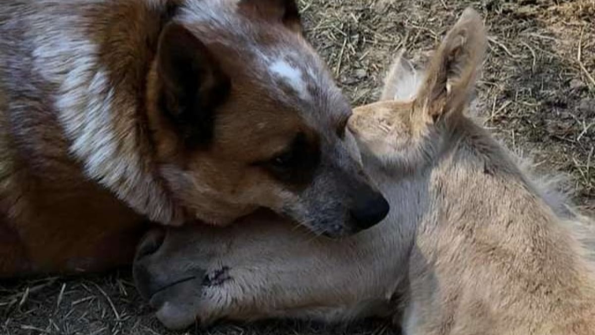 Illustration : "Un chien se prend d’affection pour un poulain orphelin"