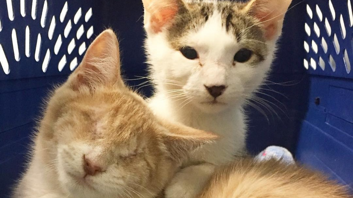Illustration : "Après avoir sauvé un chat aveugle, un couple sauve son frère en l'adoptant !"