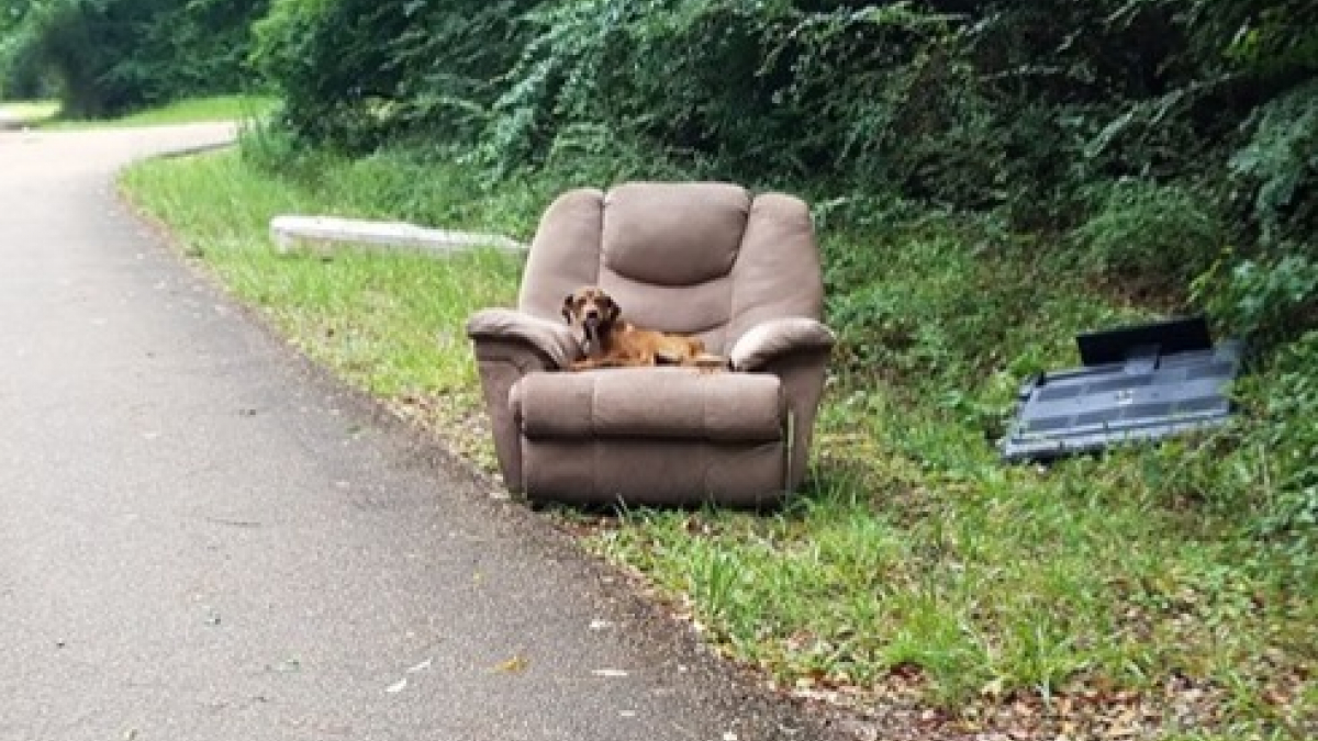 Illustration : "Abandonné avec les meubles, ce chien attendait désespérément le retour de sa famille"