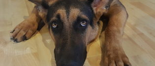 Illustration : "Votre chien a une peur bleue des feux d’artifice ? Voici comment l’aider"