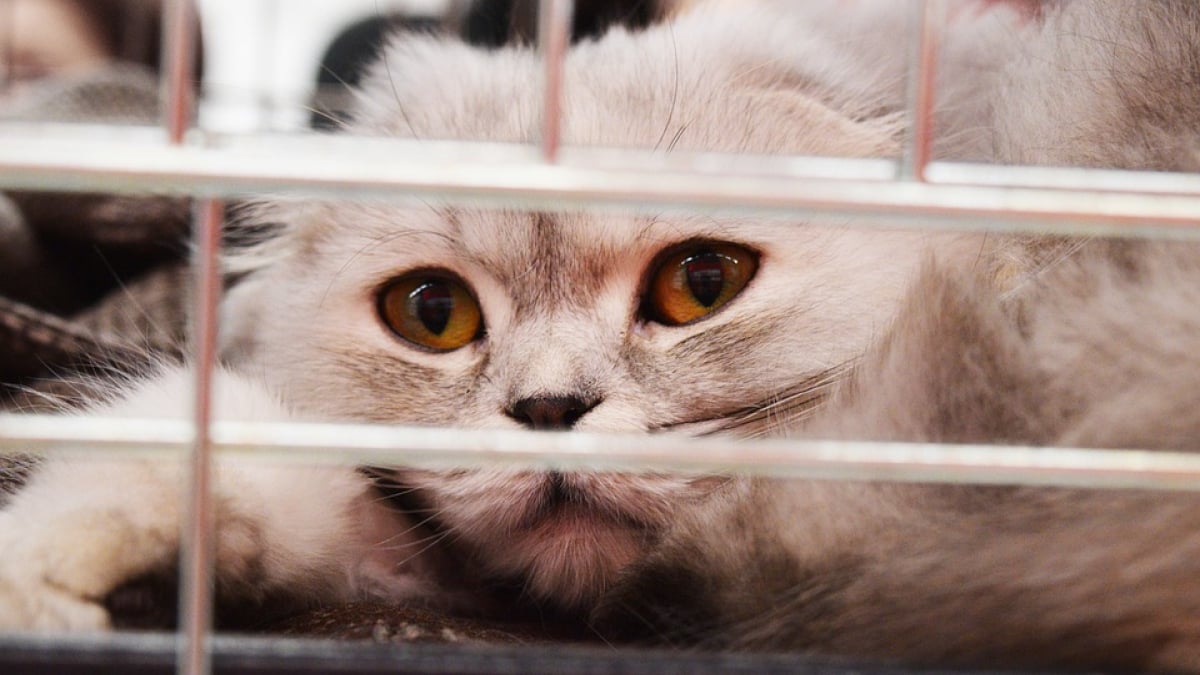 Illustration : "Les abandons de chats toujours bien réels, même pendant la canicule…"