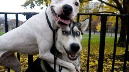 Illustration : 18 photos de chiens qui vont vous redonner le moral rapidement