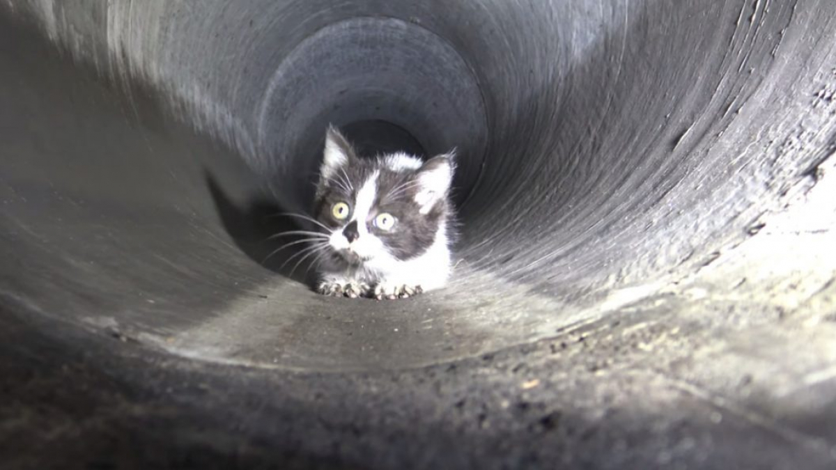 Illustration : "Pour sauver un chaton, ils n’hésitent pas à s’enfoncer dans les égouts étroits et obscurs (vidéo)"