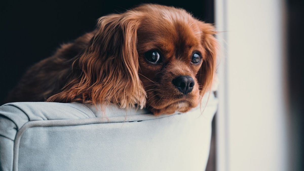 Illustration : "Selon une étude, les propriétaires anxieux privilégient la technologie pour combattre la solitude de leur chien !"