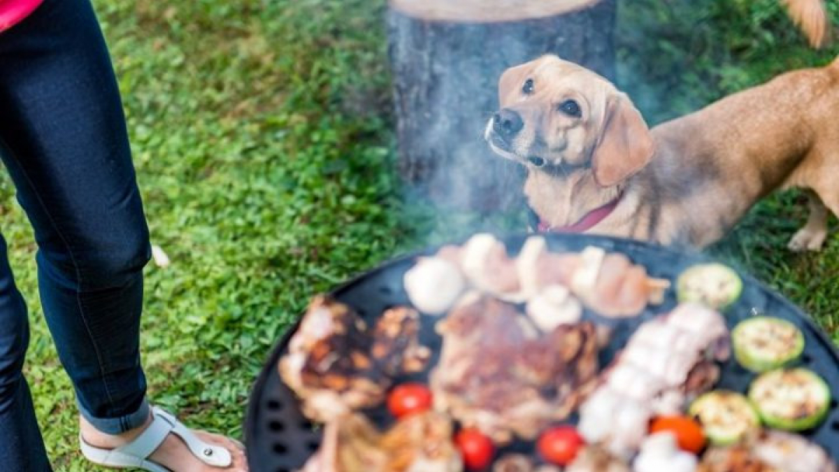 Illustration : "9 conseils pour protéger votre chien des dangers du barbecue"