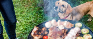 Illustration : "9 conseils pour protéger votre chien des dangers du barbecue"