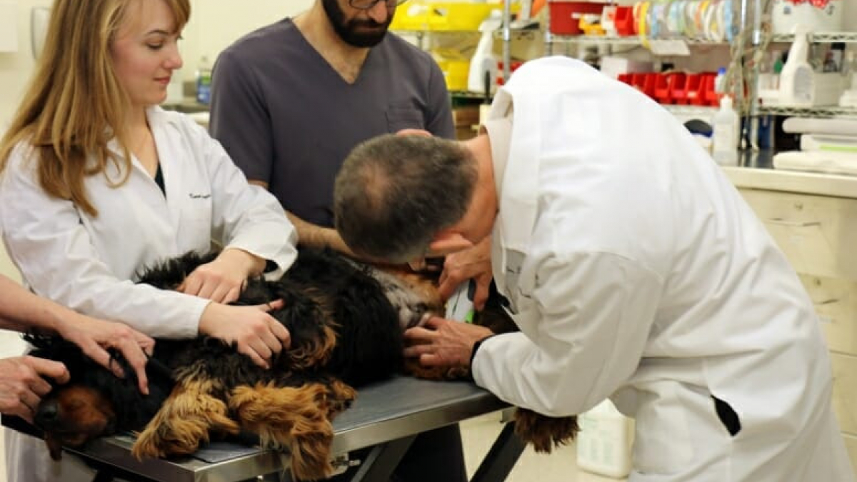 Illustration : "Un essai clinique cherche à mettre au point un vaccin anti-cancer pour les chiens !"