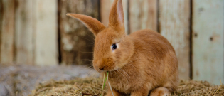 Illustration : "L'anorexie chez le lapin"