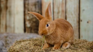 Illustration : L'anorexie chez le lapin