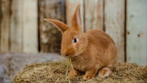 RISAVR - Les besoins du lapin domestique