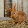 Illustration : L'anorexie chez le lapin
