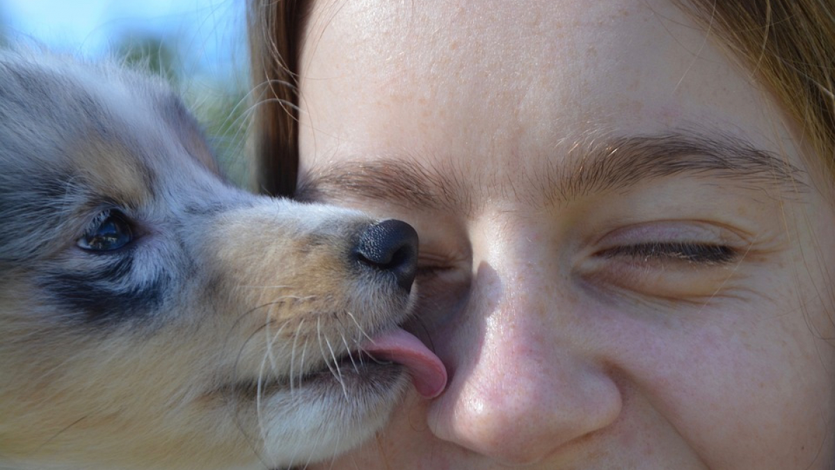 Illustration : "Selon un sondage, vous préférez embrasser votre chien plutôt que vos proches"