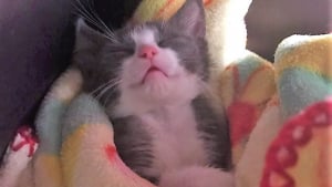 Illustration : Malgré sa paralysie ce chat n'a pas perdu le goût de vivre ! 