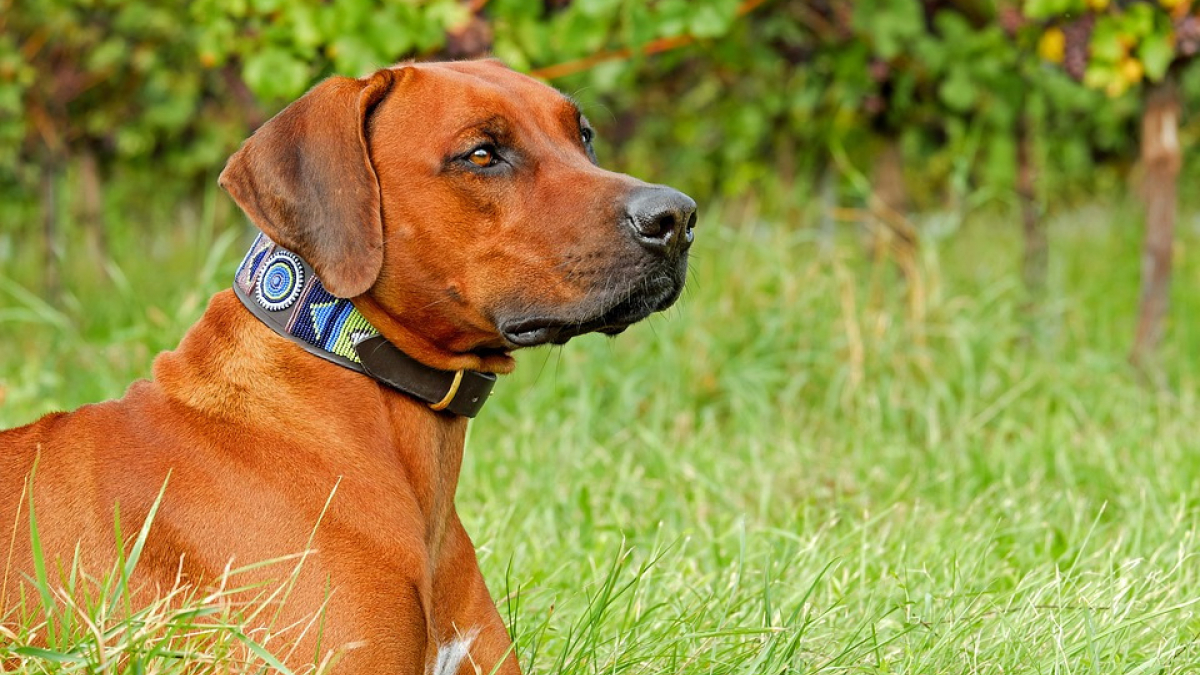 Illustration : "Un collier créé pour traduire les aboiements de votre chien ?"