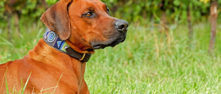 Illustration : "Un collier créé pour traduire les aboiements de votre chien ?"