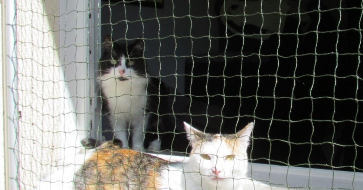 Vous Avez Peur Que Votre Chat Tombe Du Balcon Cet Ingenieux Filet Sur Mesure Protection Pour Chats Est La Solution Vous Avez Peur Que Votre Chat Tombe Du Balcon Cet Ingenieux Filet Sur Mesure Protection Pour Chats Est La Solution