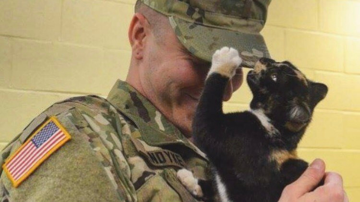 Illustration : "Un soldat se rend dans un abri après une tempête pour sauver un chaton"