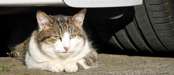 Illustration : "Un voisin de la Première ministre de la Nouvelle-Zélande avoue avoir tué son chat par accident"