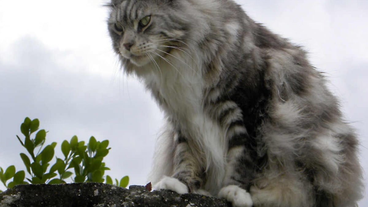 Illustration : "Le chat-renard corse est-il une vraie découverte ou avait-il déjà été observé par un Suisse ?"