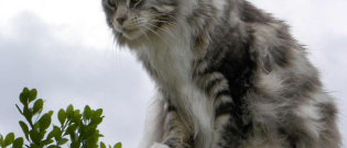 Illustration : "Le chat-renard corse est-il une vraie découverte ou avait-il déjà été observé par un Suisse ?"