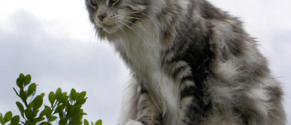 Illustration : "Le chat-renard corse est-il une vraie découverte ou avait-il déjà été observé par un Suisse ?"