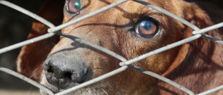 Illustration : "Manifestants pour et contre la consommation de viande de chien se font face en Corée du Sud"