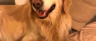Illustration : "Cette fillette savait parfaitement ce qu’il fallait faire pour calmer le chien terrifié par les feux d’artifice"