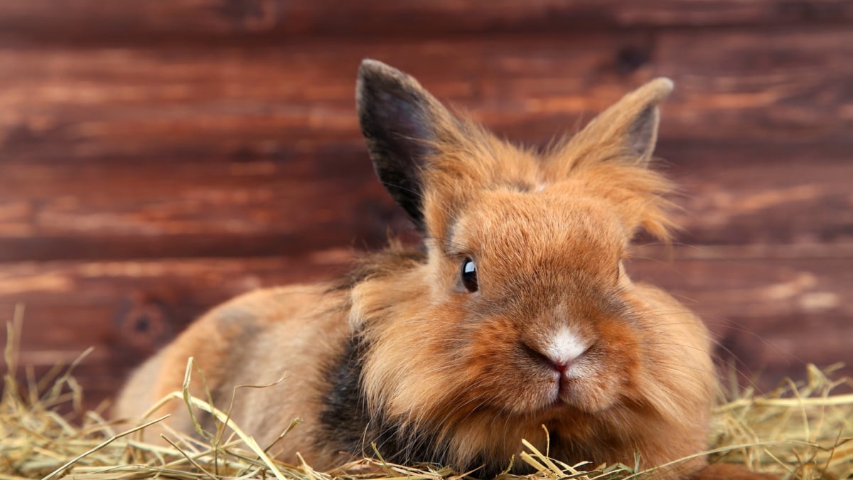 Pourquoi mon lapin éternue et a le nez qui coule ? Que faire ?