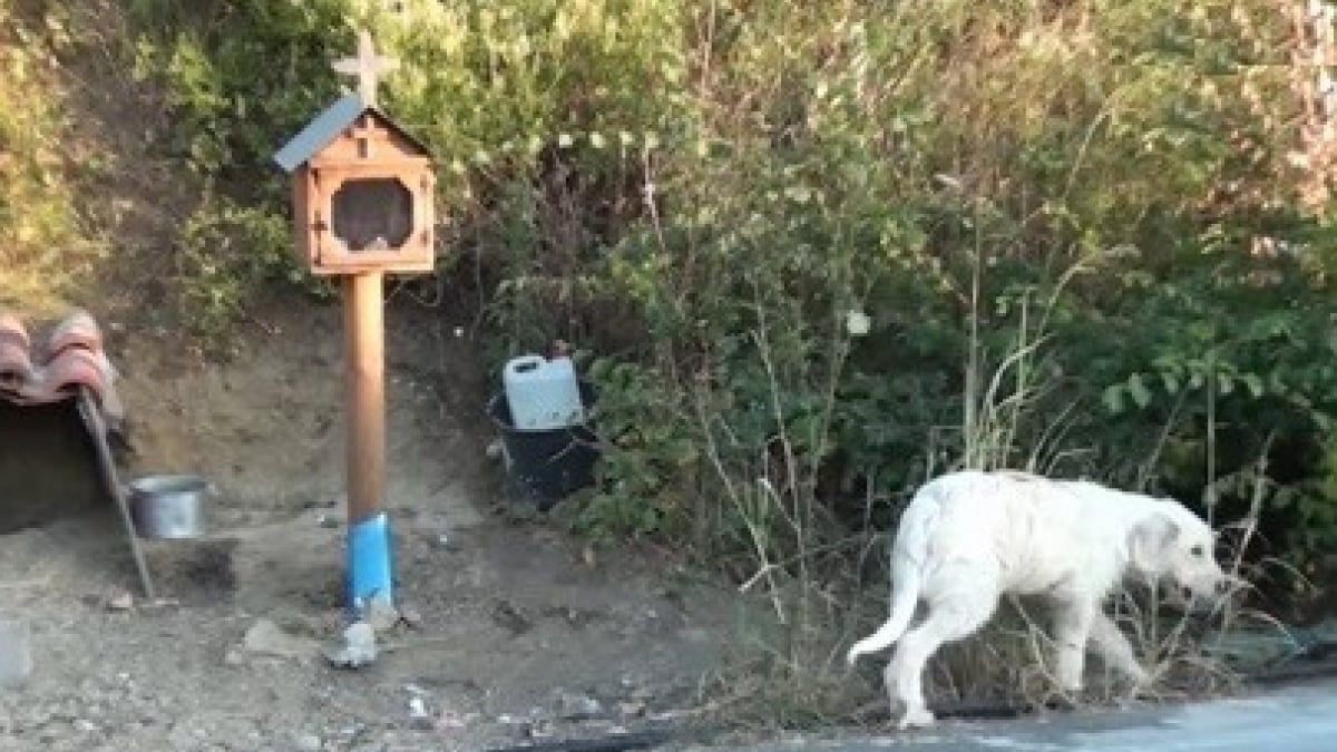 Illustration : "Ce chien a décidé de rester sur les lieux de l’accident ayant coûté la vie à son maître"