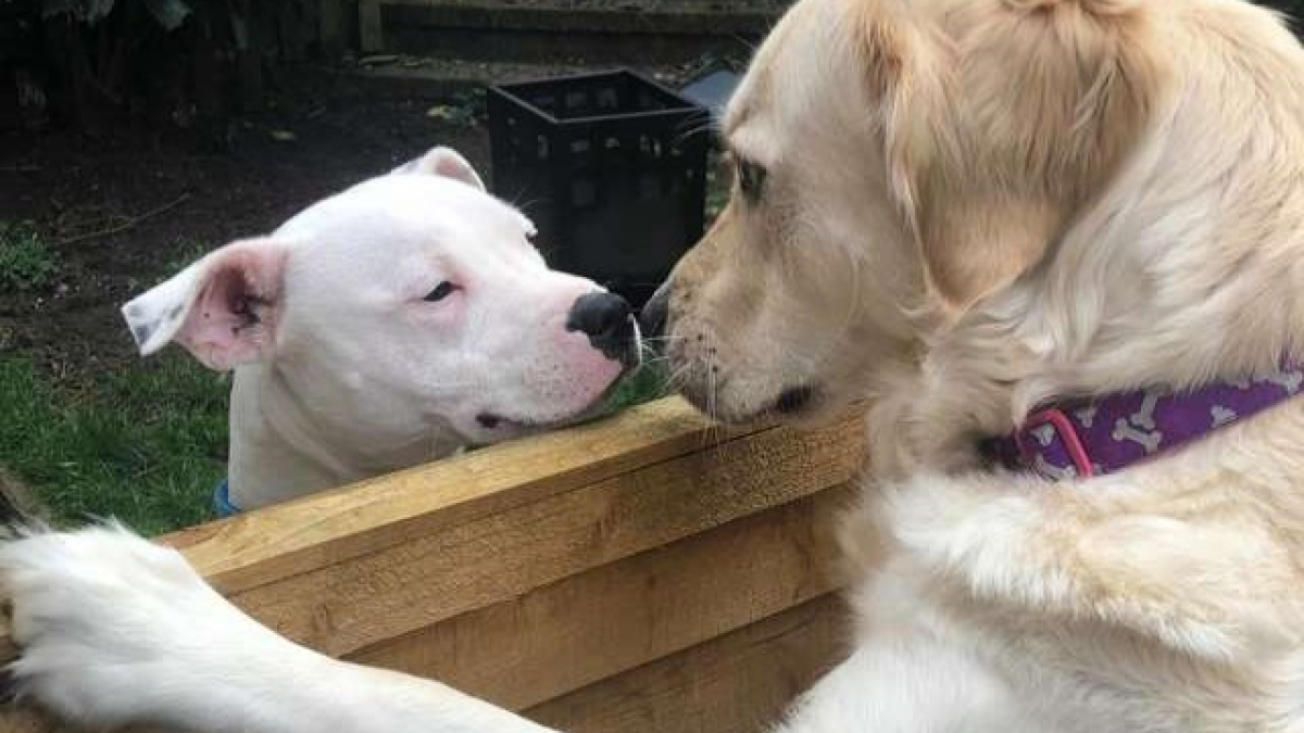 Illustration : "Quand 2 chiens voisins tombent littéralement amoureux l’un de l’autre"