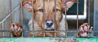 Illustration : "La SPA annonce plus de 8000 abandons d'animaux en France depuis le début de l'été"