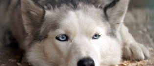 Illustration : "Facebook : une arnaque aux bébés Huskies émerge"