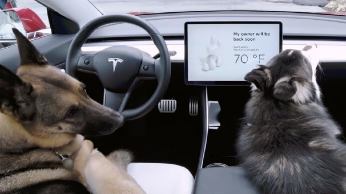 Illustration : "Tesla revoit son système Dog Mode, dédié aux chiens laissés dans les voitures"